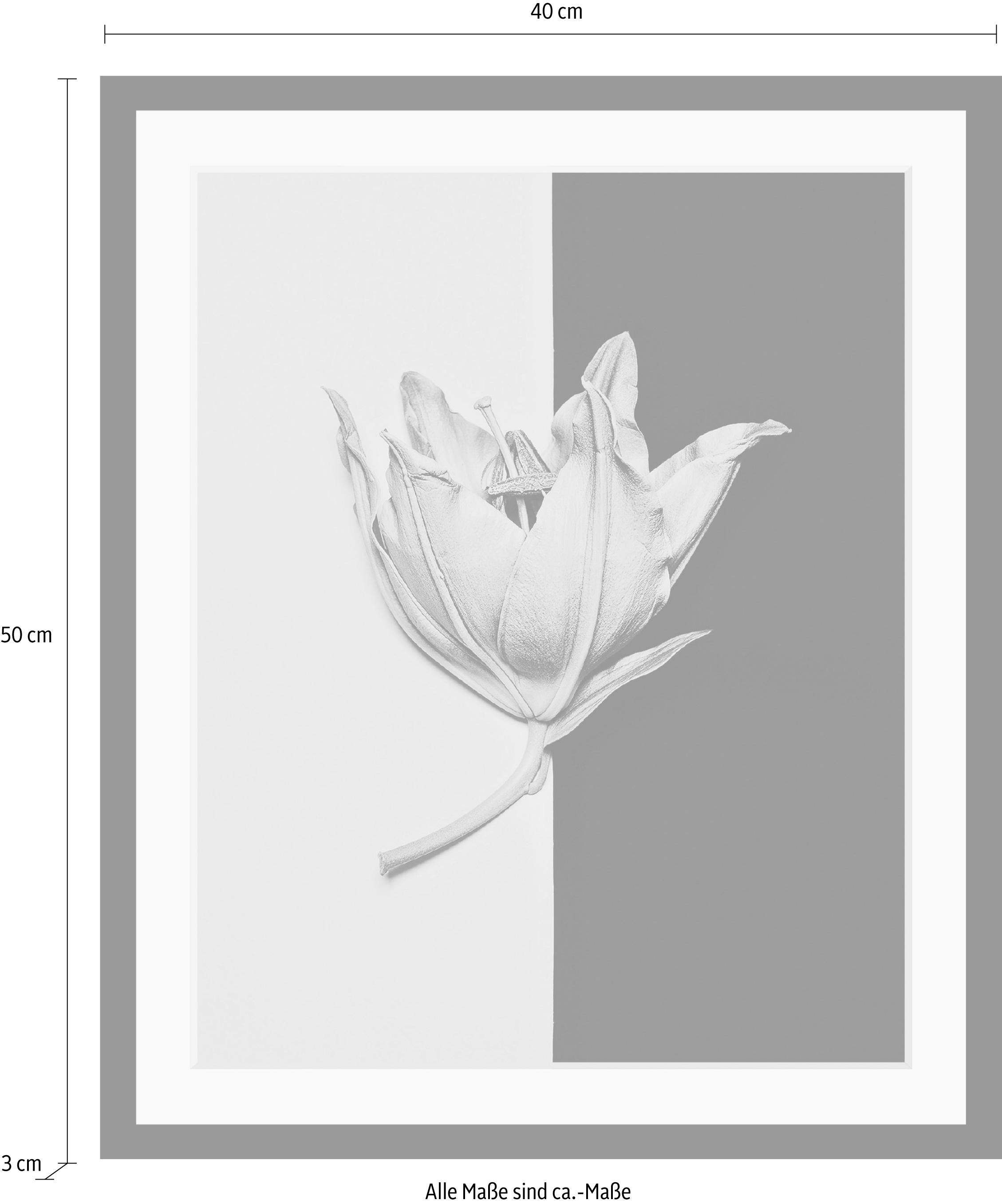 queence Bild »Blüte«, Blumen-Blumenbilder-Pflanzen-Kunst, HD Premium Poster-Druck inkl. Holzrahmen