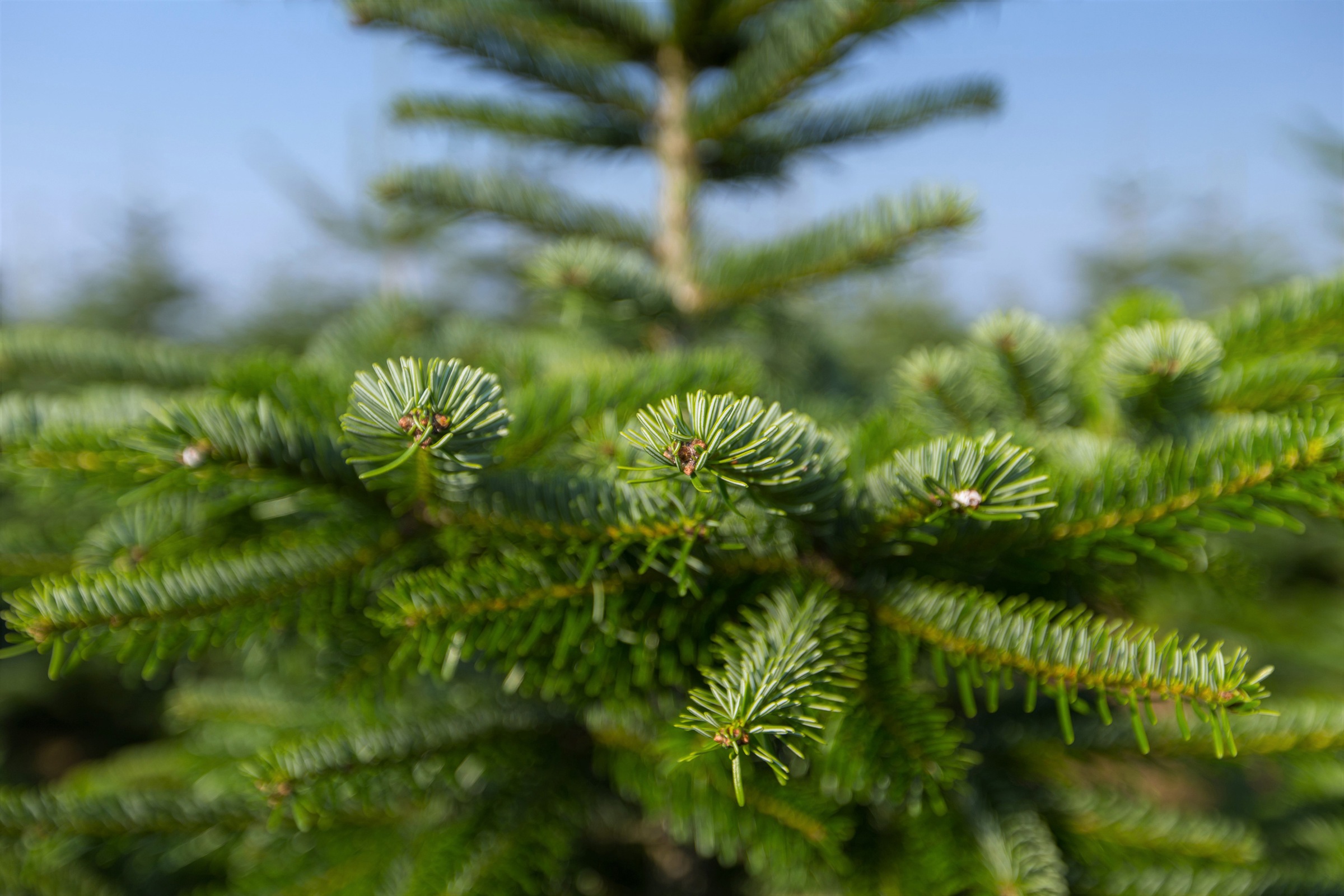 | Holzkreuz Nordmanntanne, Weihnachtsbaum 100 Höhe montiert, BAUR bis »Nordmanntanne ca. 120 Weihnachtsdeko«, Weihnachtsbaumland cm kaufen Echter auf