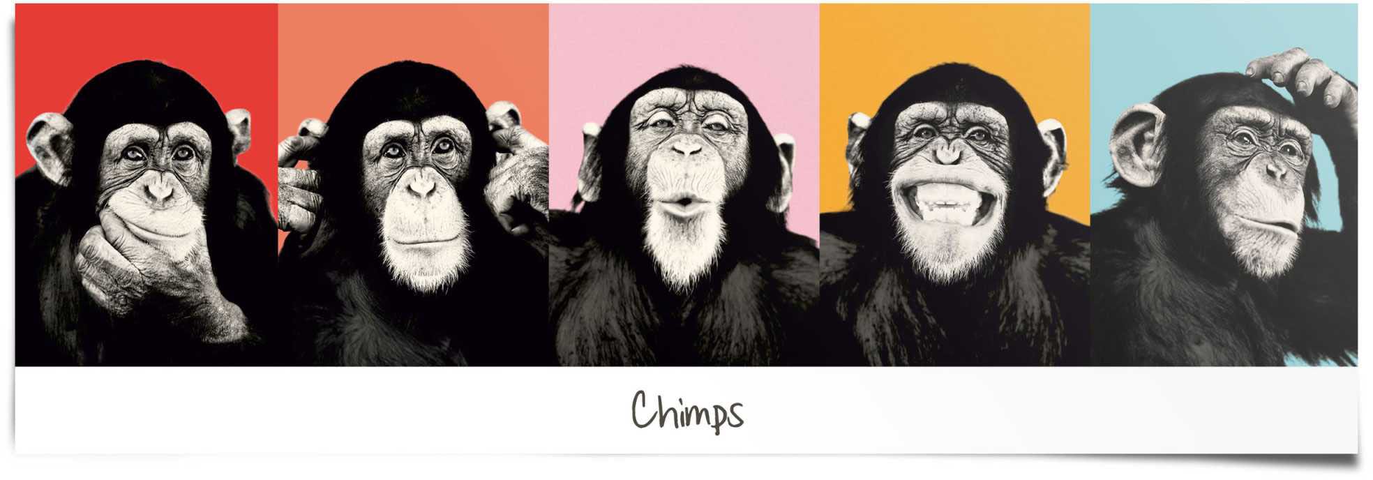 (1 Reinders! St.) bestellen Poster BAUR Pop«, | »Schimpanse