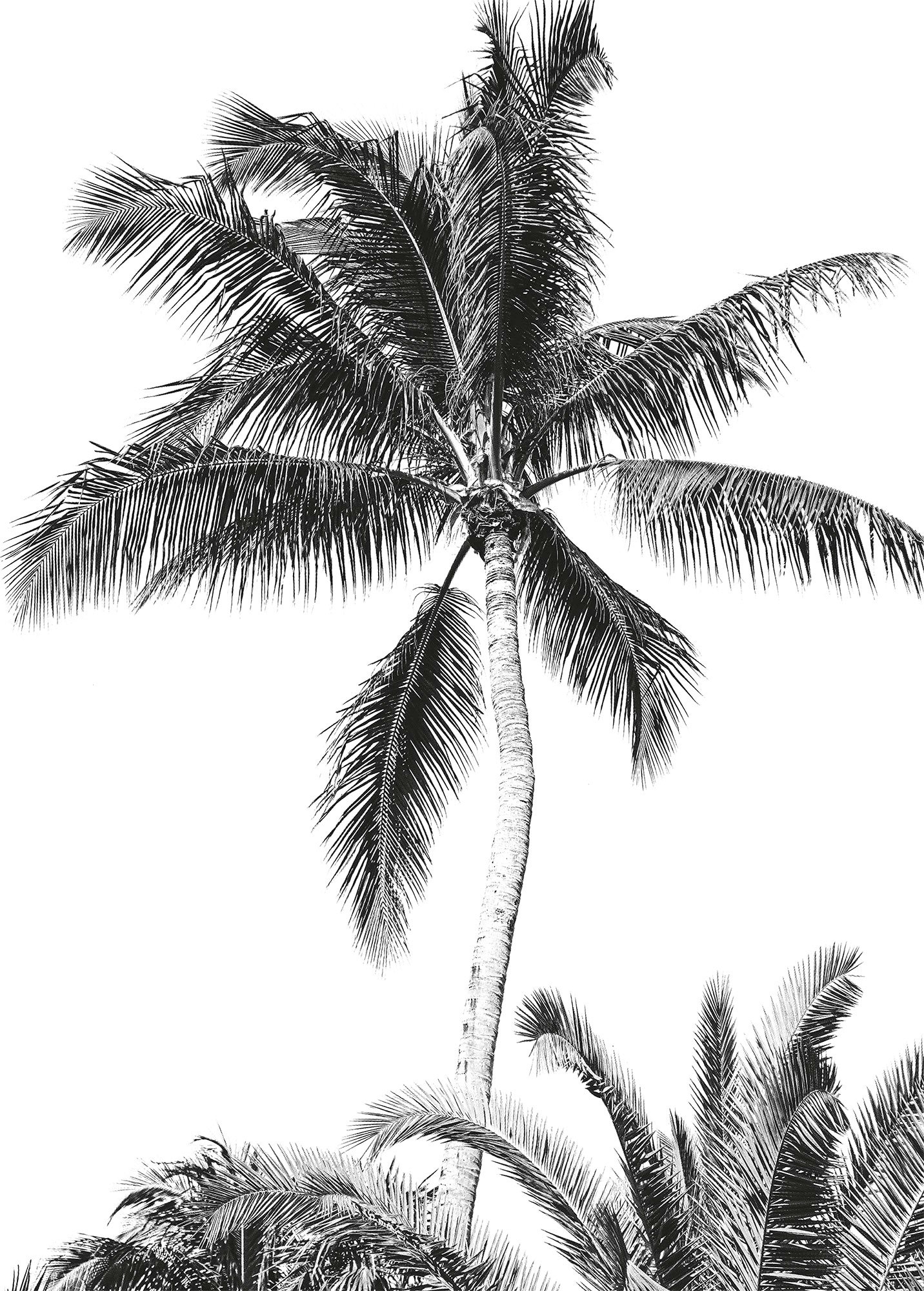 Komar Vliestapete "Retro Palm", 200x280 cm (Breite x Höhe)