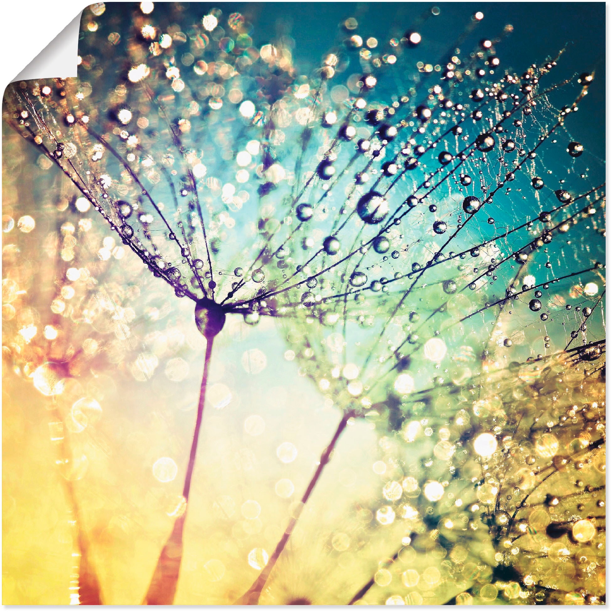 Artland Wandbild "Pusteblume Zaubertropfen" Blumen 1 Stk. tlg. als Alubild, günstig online kaufen