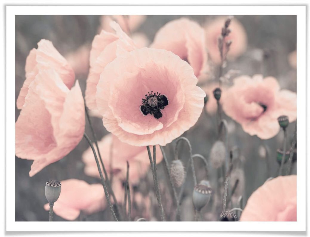 Poster »Rosa Mohnblume«, Blumen, (1 St.), Poster ohne Bilderrahmen