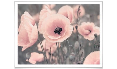 Poster »Rosa Mohnblume«, Blumen, (1 St.)