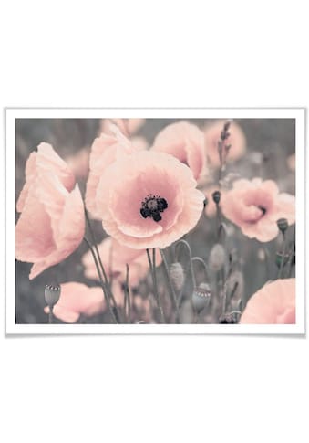 Poster »Rosa Mohnblume«, Blumen, (1 St.)