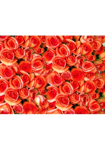 Papermoon Fototapetas »Orange Roses«