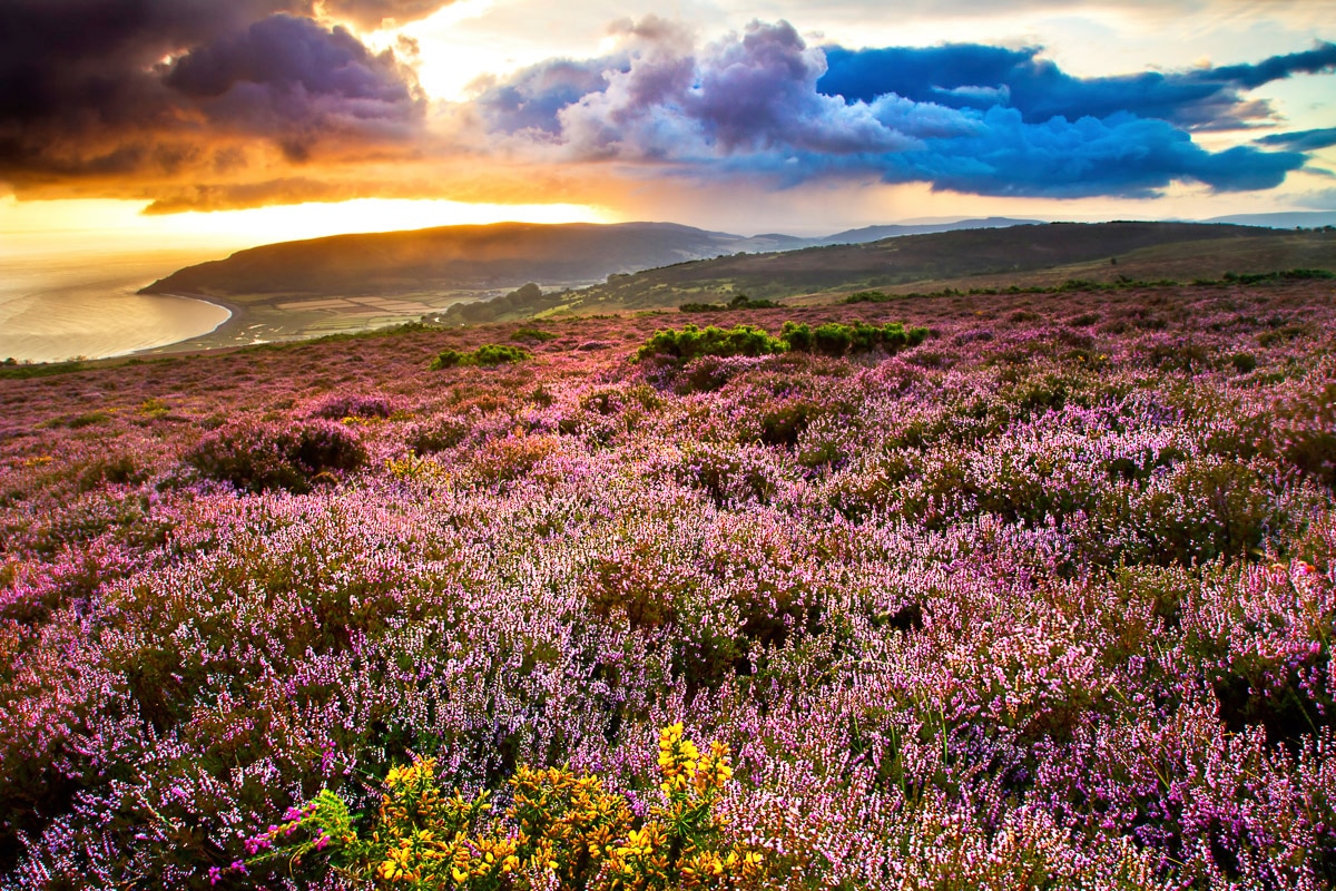 Papermoon Fototapete »Blumenwiese«