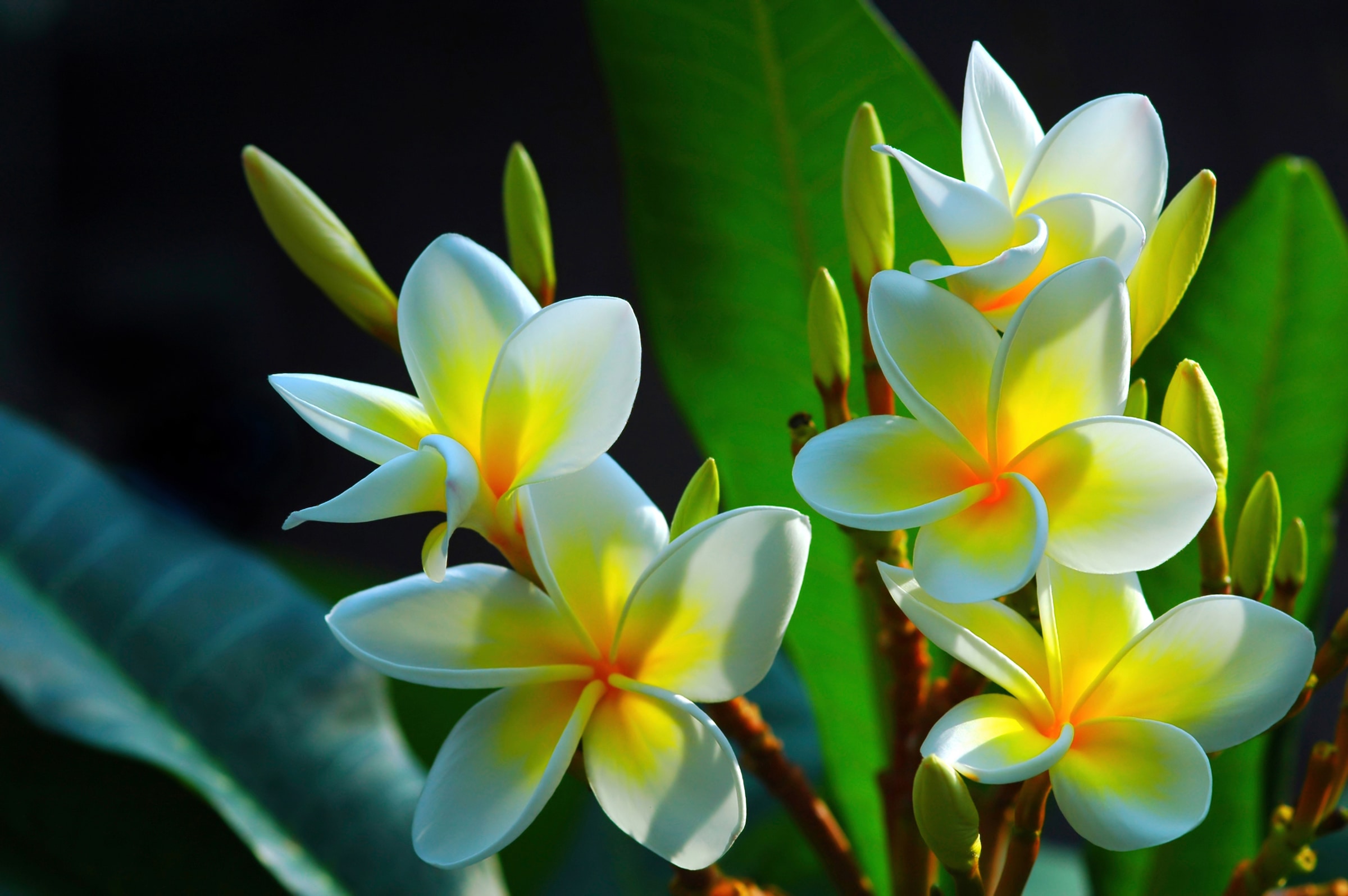 Papermoon "FRANGIPANI-BLUMEN PLUMERIA PFLANZE JASMIN BLÜTEN BAUM"
