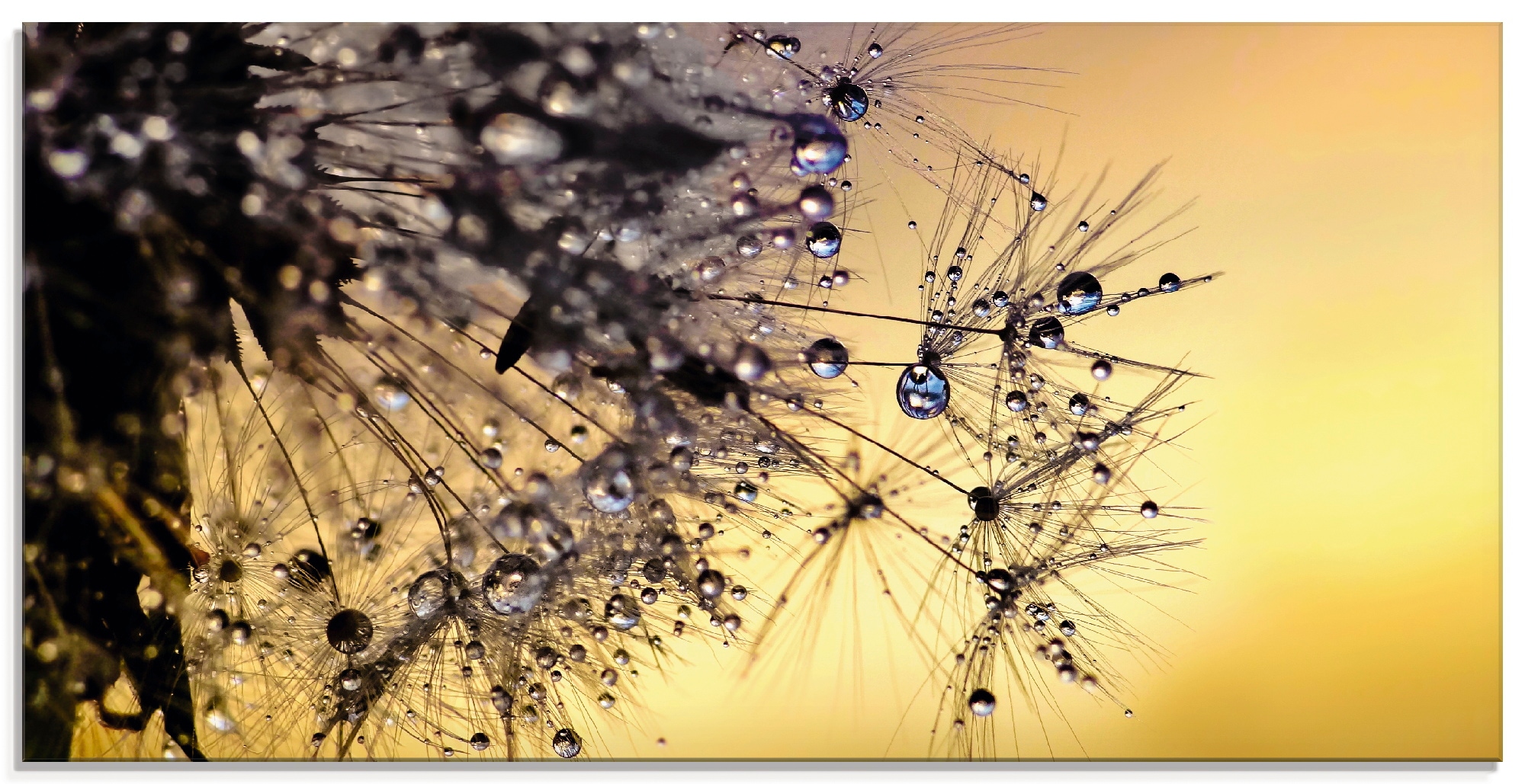 Glasbild »Pusteblume mit Tautropfen benetzt«, Blumen, (1 St.), in verschiedenen Größen