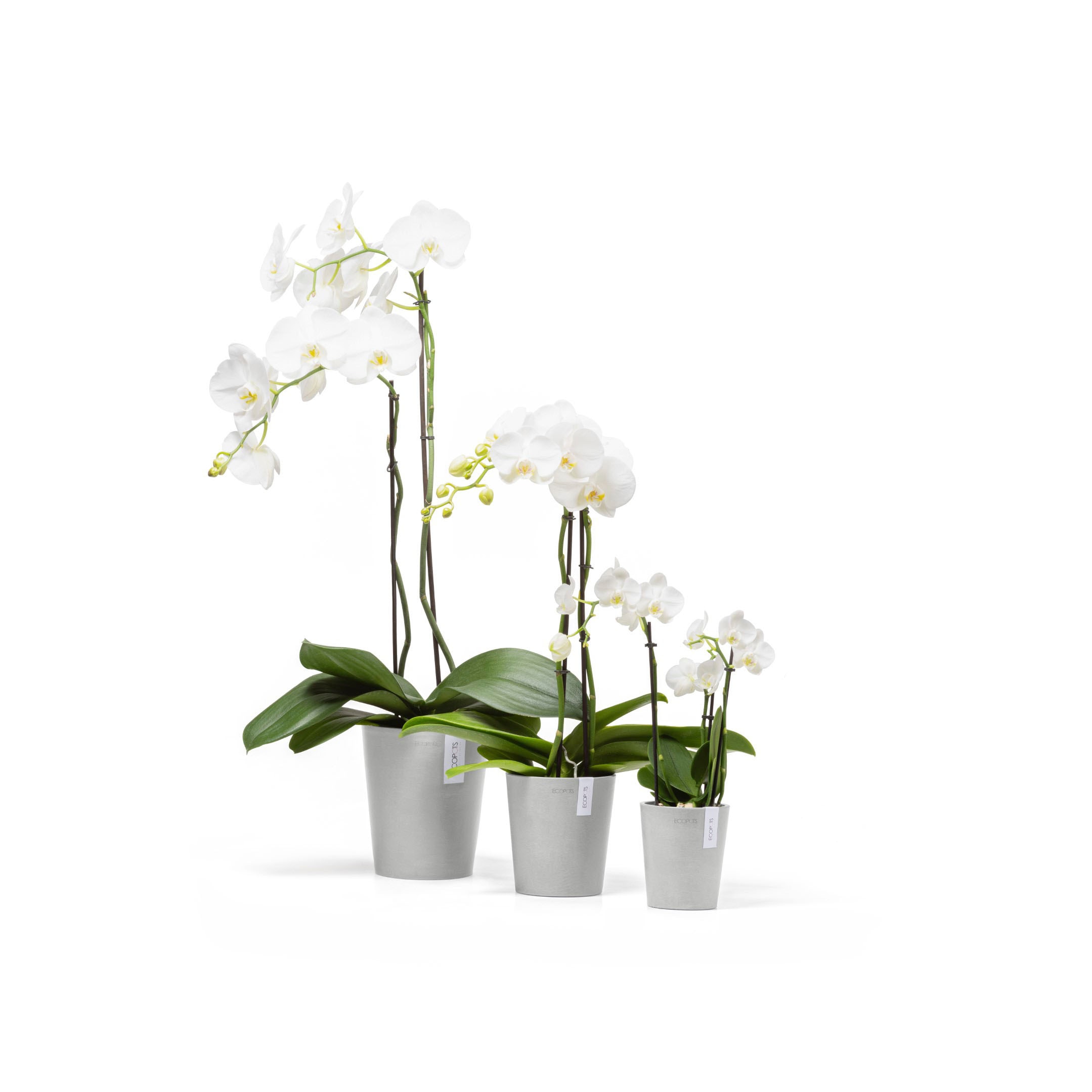 ECOPOTS Blumentopf »Morinda«, ØxH: 14,2x16 cm
