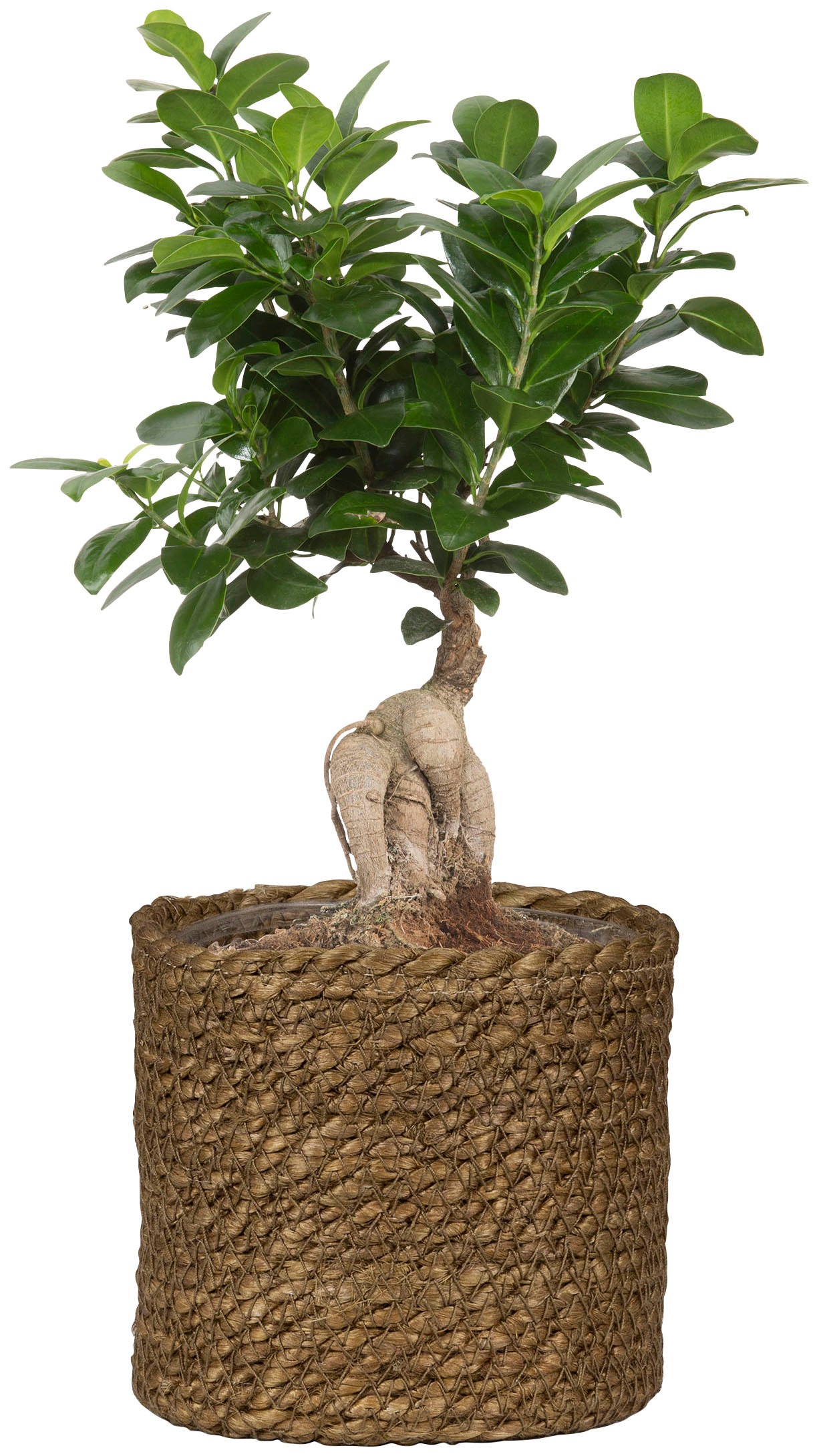 Scheurich Blumentopf »brown 24/508«