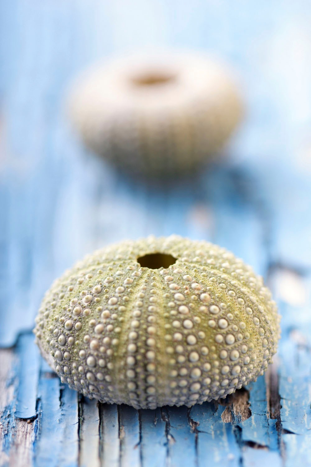 queence Acrylglasbild "Emar" Kunst  Tiere  Wassertiere  Wildtiere 1 Stk. tl günstig online kaufen