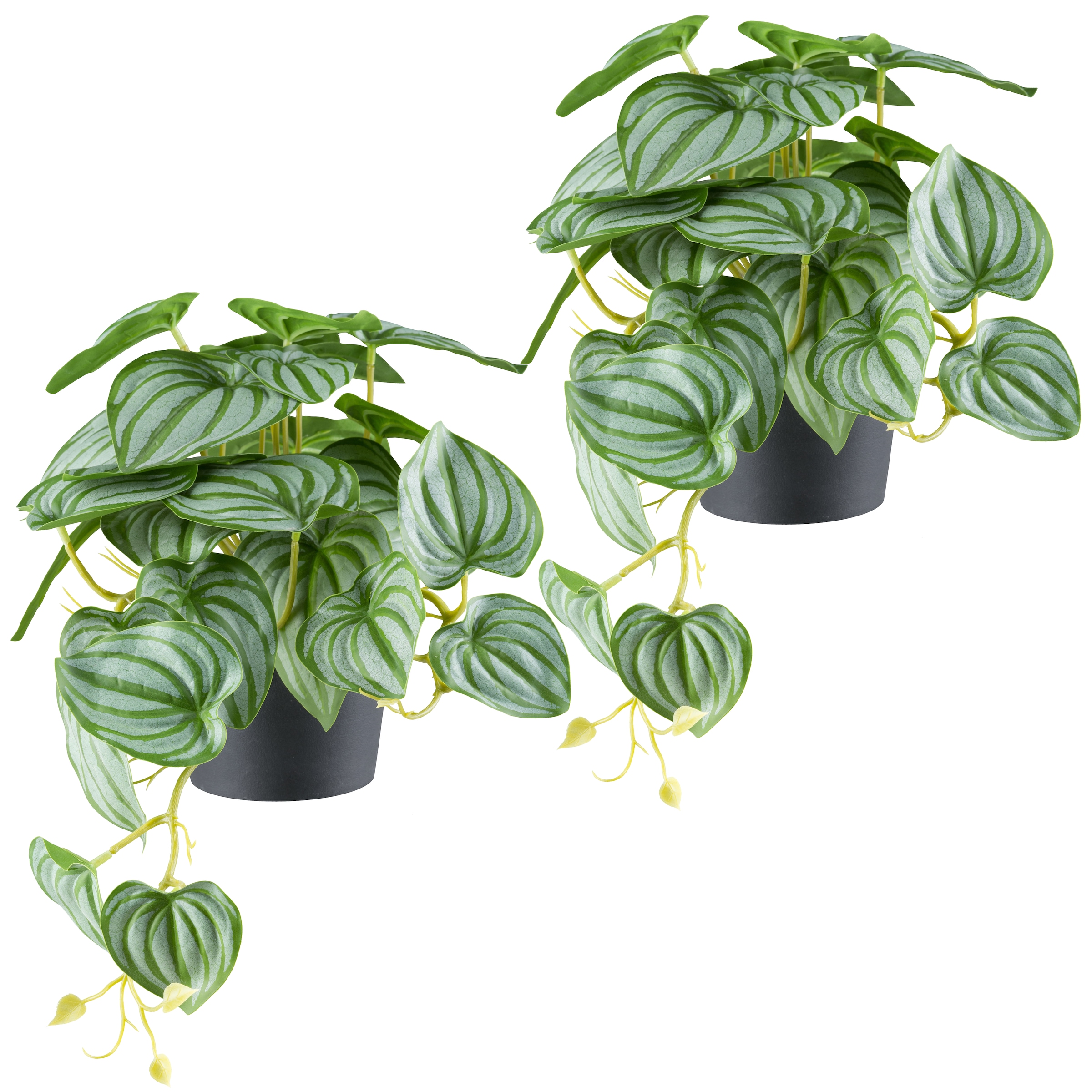 Creativ green Kunstpflanze "Peperomia", mit naturgetreuem Blattwerk Peperom günstig online kaufen