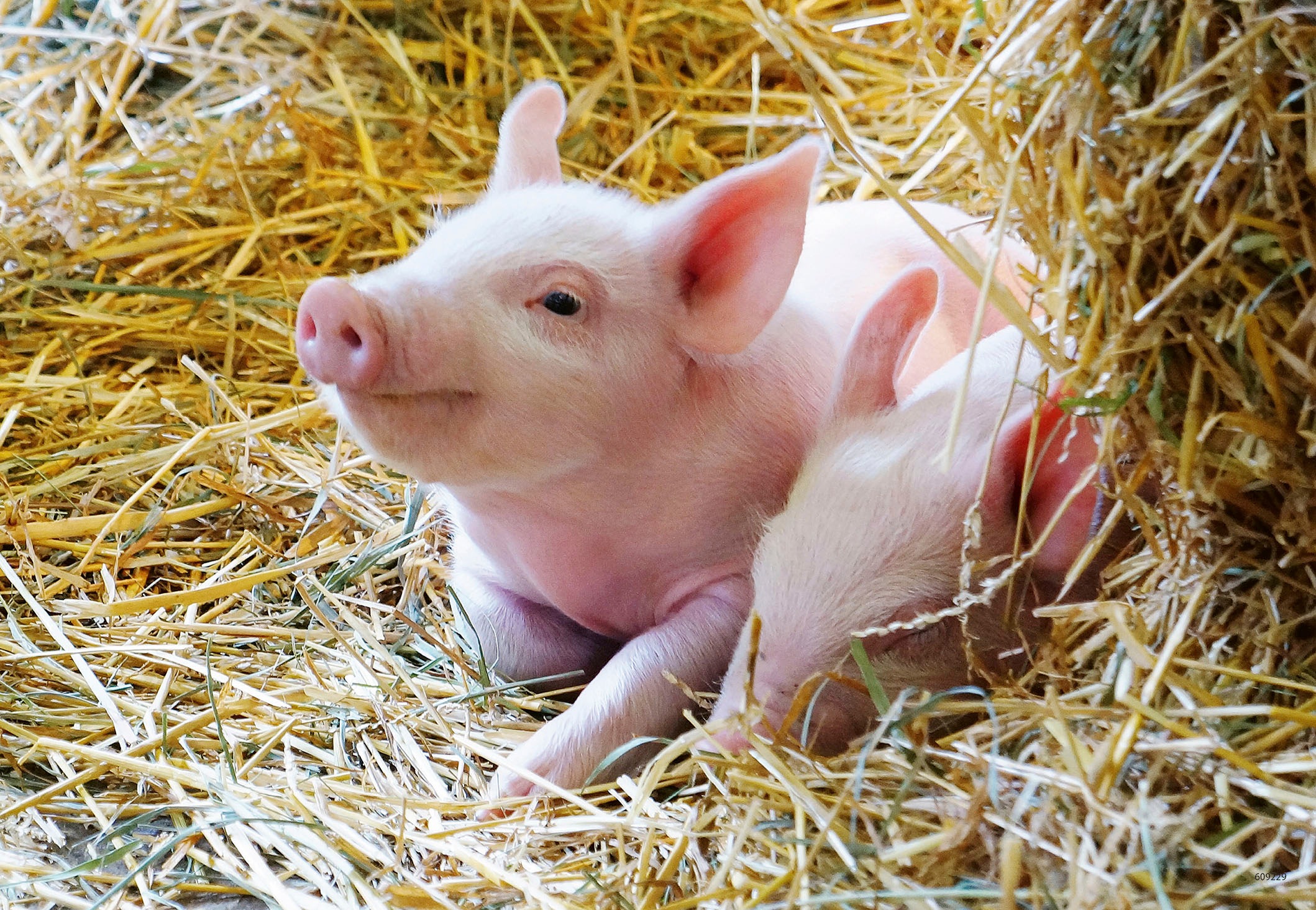 Ravensburger Puzzle »Unsere Bauernhoftiere«, Made in Europe