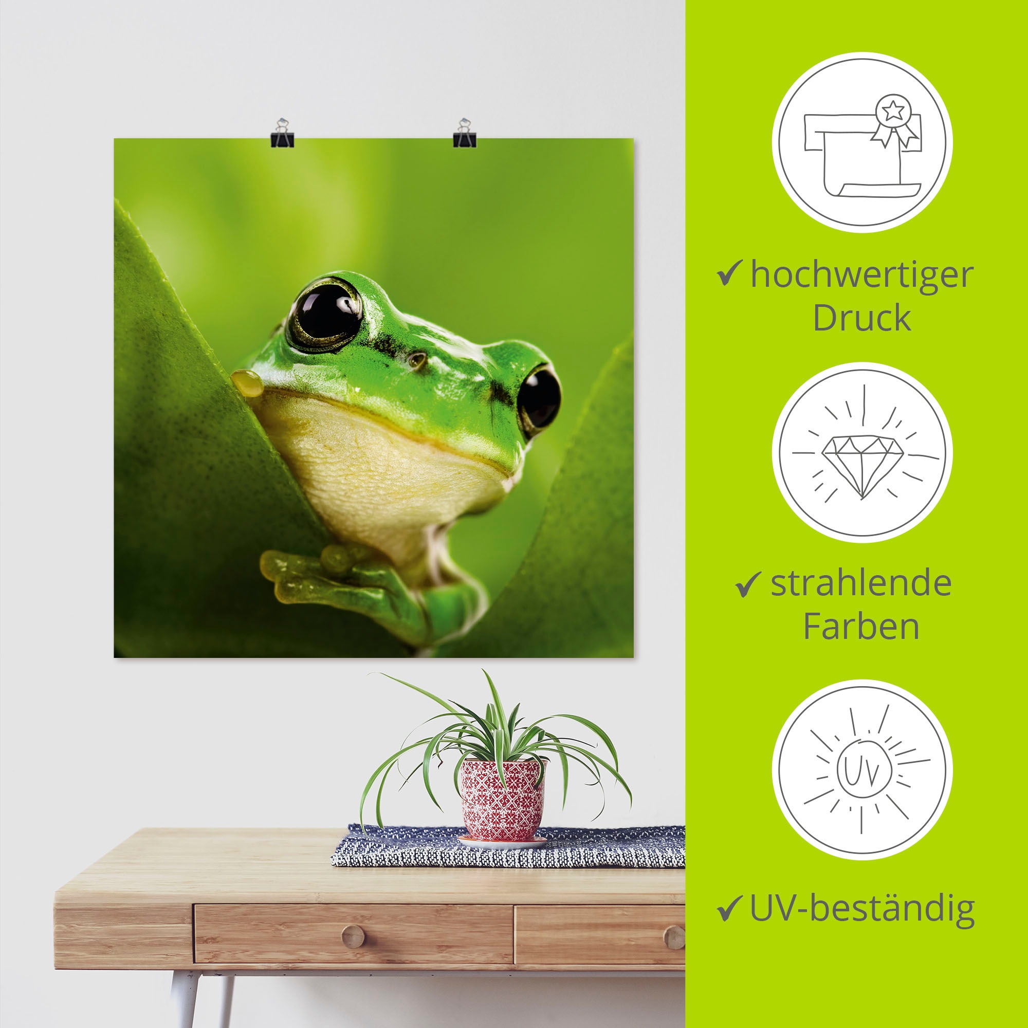 Artland Wandbild »Ausspähender Frosch«, Wassertiere, (1 St.), als Leinwandbild, Poster in verschied. Größen