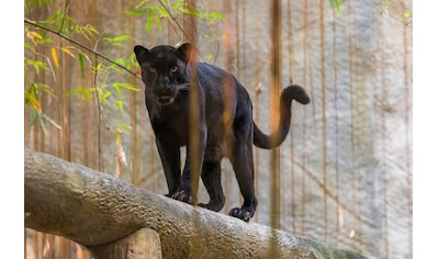 Fototapete »Panther«