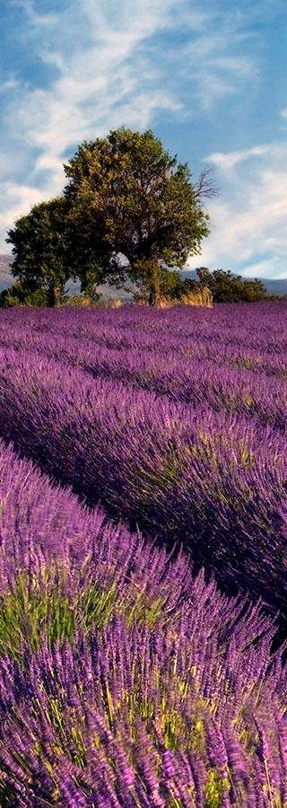 living walls Fototapete "Lavendelfeld in der Provence", Vlies, Wand, Schräge