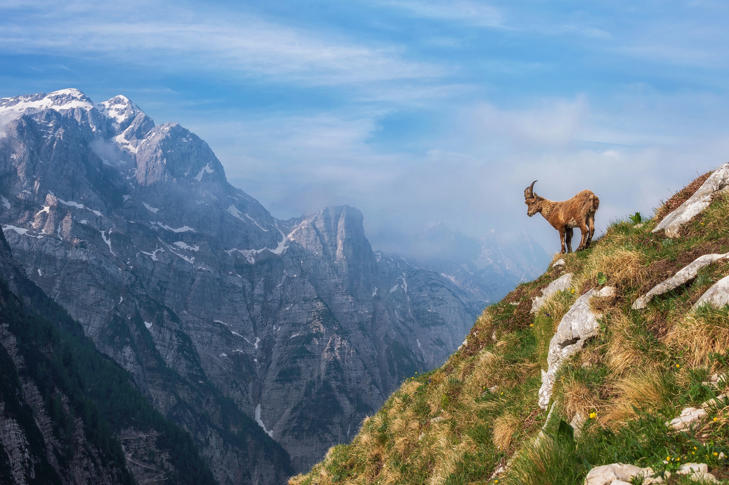 Papermoon Fototapete "Photo-Art ALES KRIVEC, ALPINE IBEX IN DEN BERGEN"
