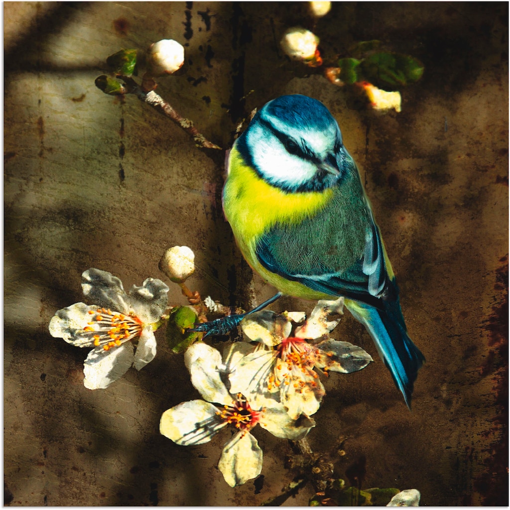 Artland Wandbild »Blaumeise auf Kirschzweig«, Vögel, (1 St.)
