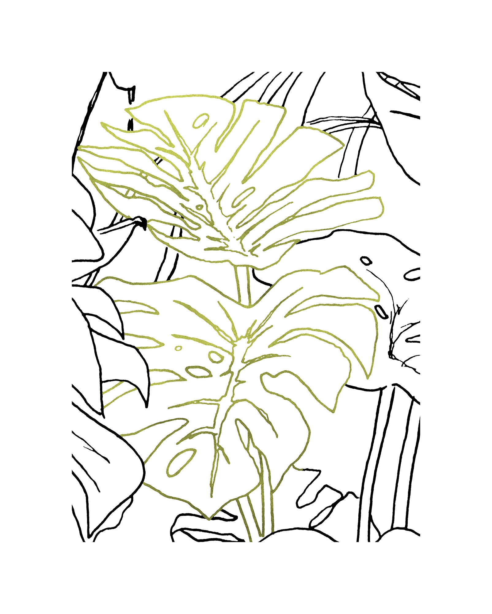 Komar Bild "Monstera Borsigiana", Natur, (1 St.), Wandbild zur Dekoration - günstig online kaufen