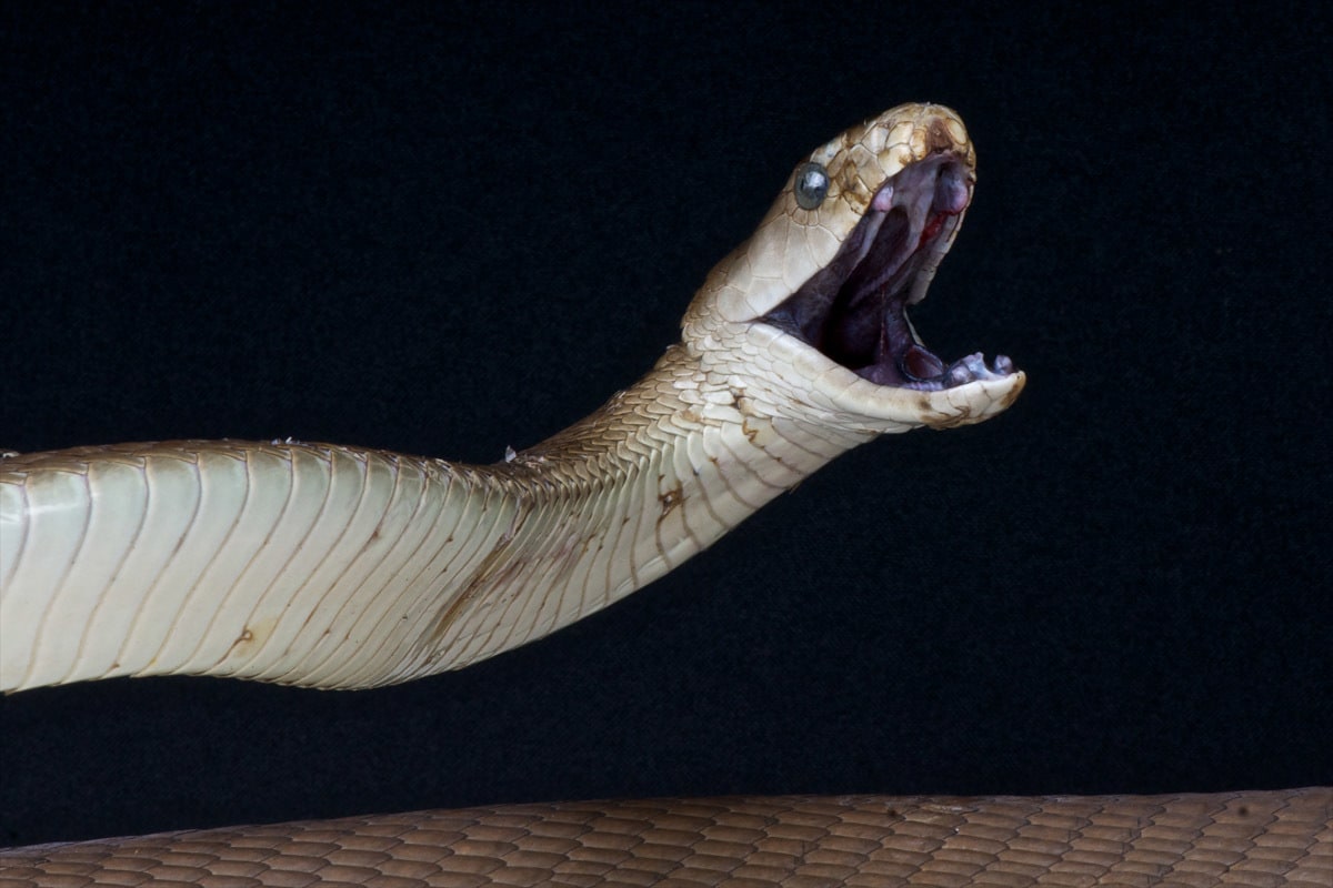 Papermoon Fototapete "Schwarze Mamba angreifen"