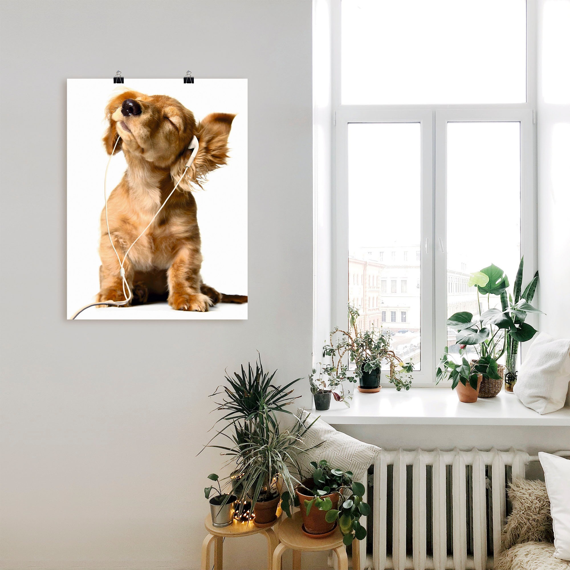 Thumbnail - Artland Wandbild "Junger Hund hört Musik über Kopfhörer", Haustiere, (1 St.), als Leinwandbild, Poster, Wandaufkleber in...