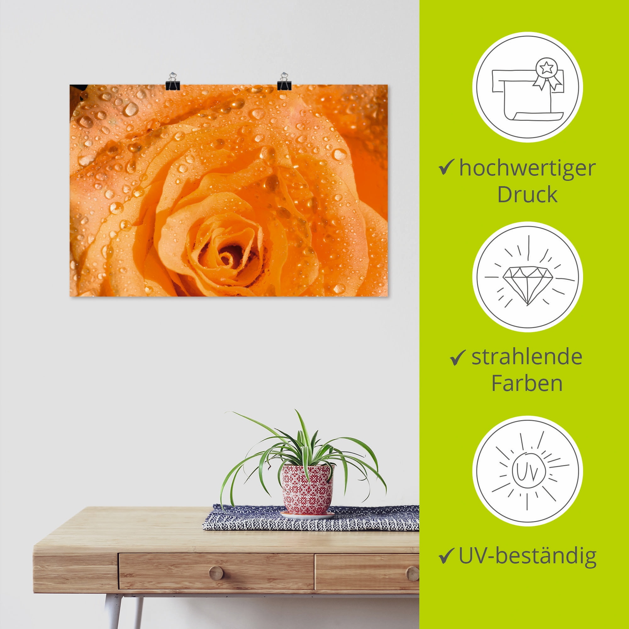 Artland Poster »Rose«, Blumen, (1 St.), als Alubild, Leinwandbild, Wandaufkleber oder Poster in versch. Größen