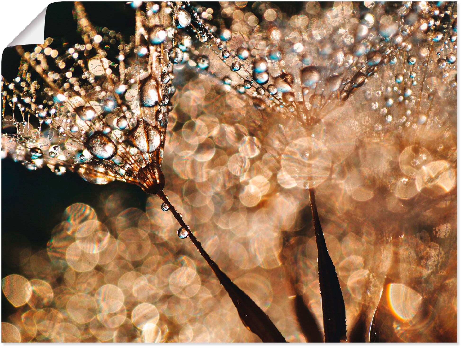 Artland Wandbild »Pusteblume Goldschimmer«, Blumen, (1 St.), als Alubild, Outdoorbild, Leinwandbild, Poster, Wandaufkleber