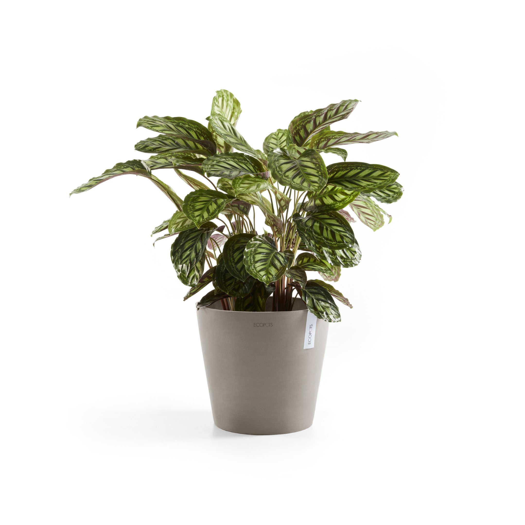ECOPOTS Blumentopf »Amsterdam«, ØxH: 30x26,3 cm