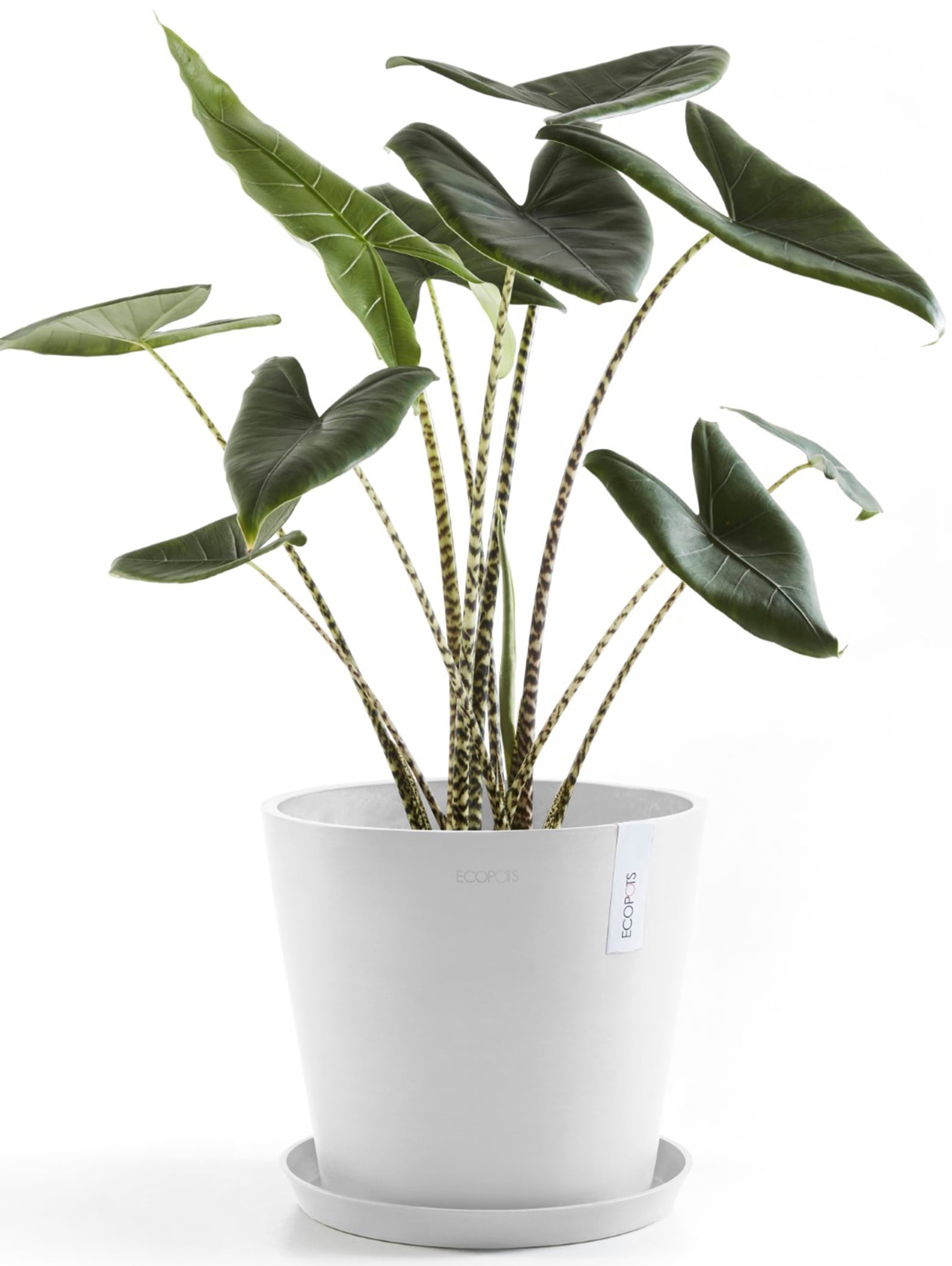 ECOPOTS Blumentopf »Amsterdam 30 Weiß«, für innen und außen: frostsicher, bruchsicher und lichtbeständig