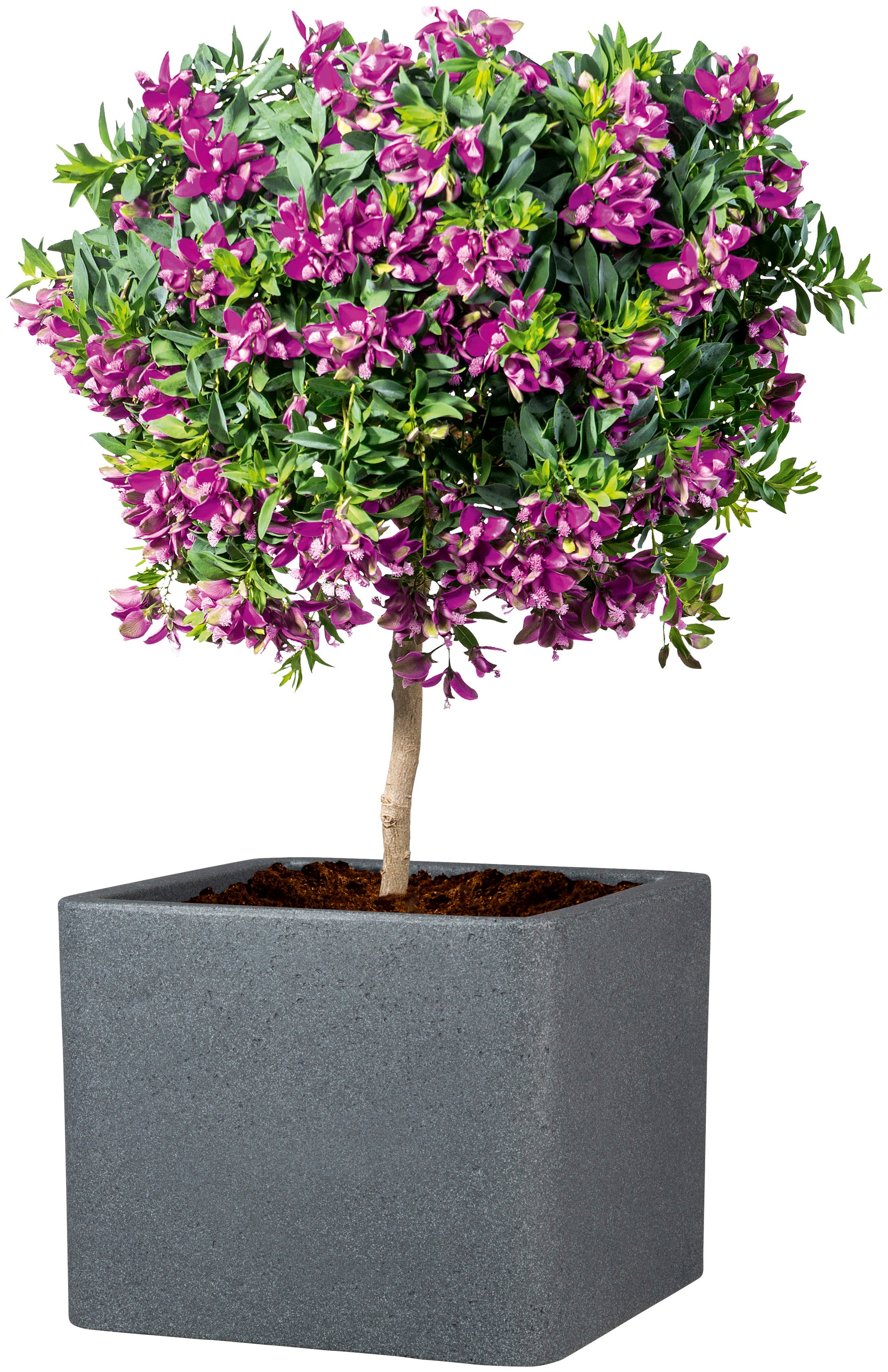 Scheurich Blumentopf "40/140 ALEA UET" günstig online kaufen