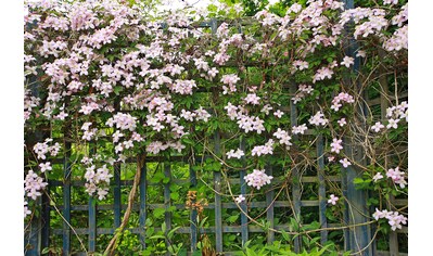 BCM Kletterpflanze »Waldrebe 'Fragrant Spring'«, (1 St.), Höhe: 40-60 cm, 1 Pflanze kaufen