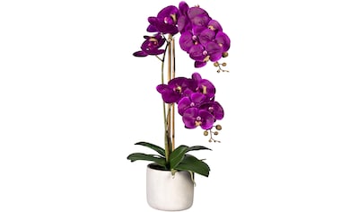 Kunstorchidee »Phalaenopsis«, im Zementtopf