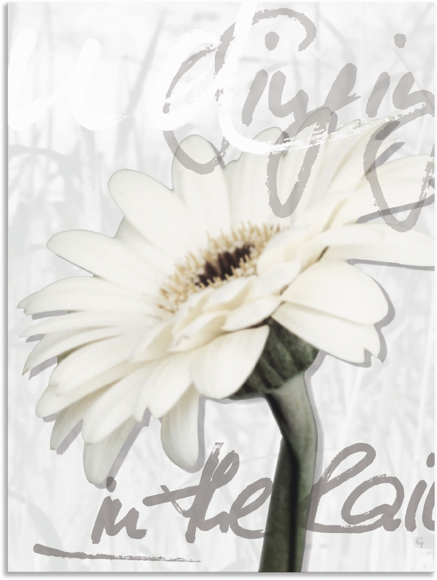 Artland | versch. Leinwandbild, Alubild, St.), kaufen in Blumenbilder, Wandaufkleber BAUR Poster als Größen Wandbild »Gerbera«, oder (1