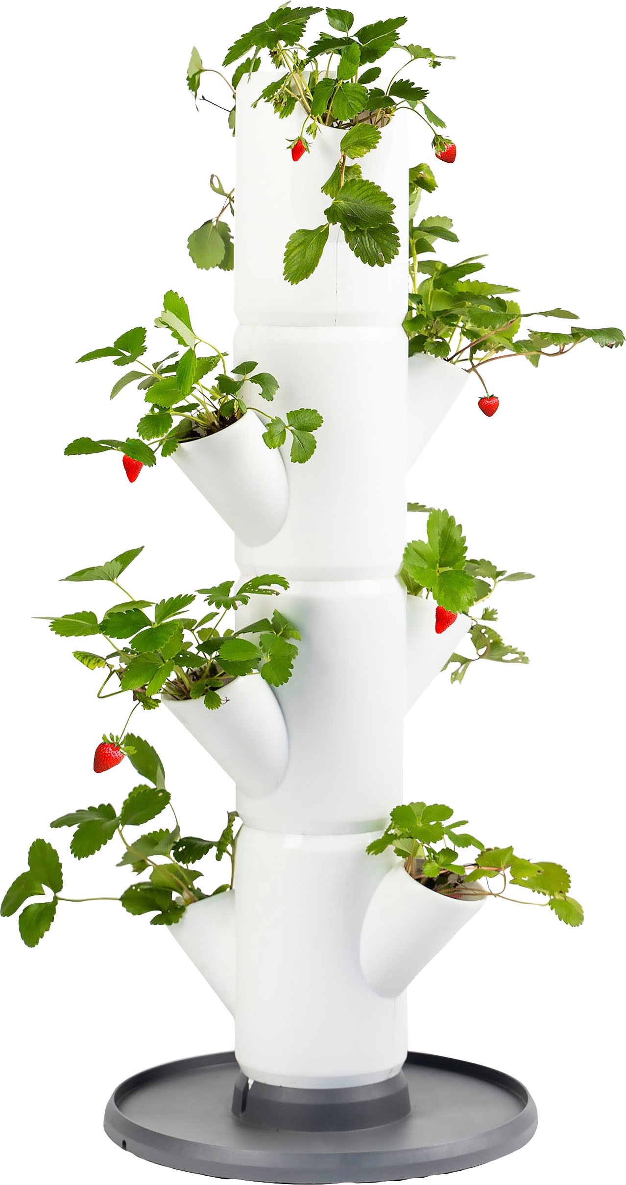 Black Friday Gusta »SISSI | Garden Erdbeerbaum«, Pflanzkübel Etagen gemacht BAUR STRAWBERRY Untersetzer, anbauen inkl. 4 leicht Erdbeeren