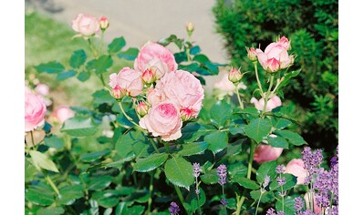 BCM Beetpflanze »Strauchrose Eden Rose®«, (1 St.) kaufen