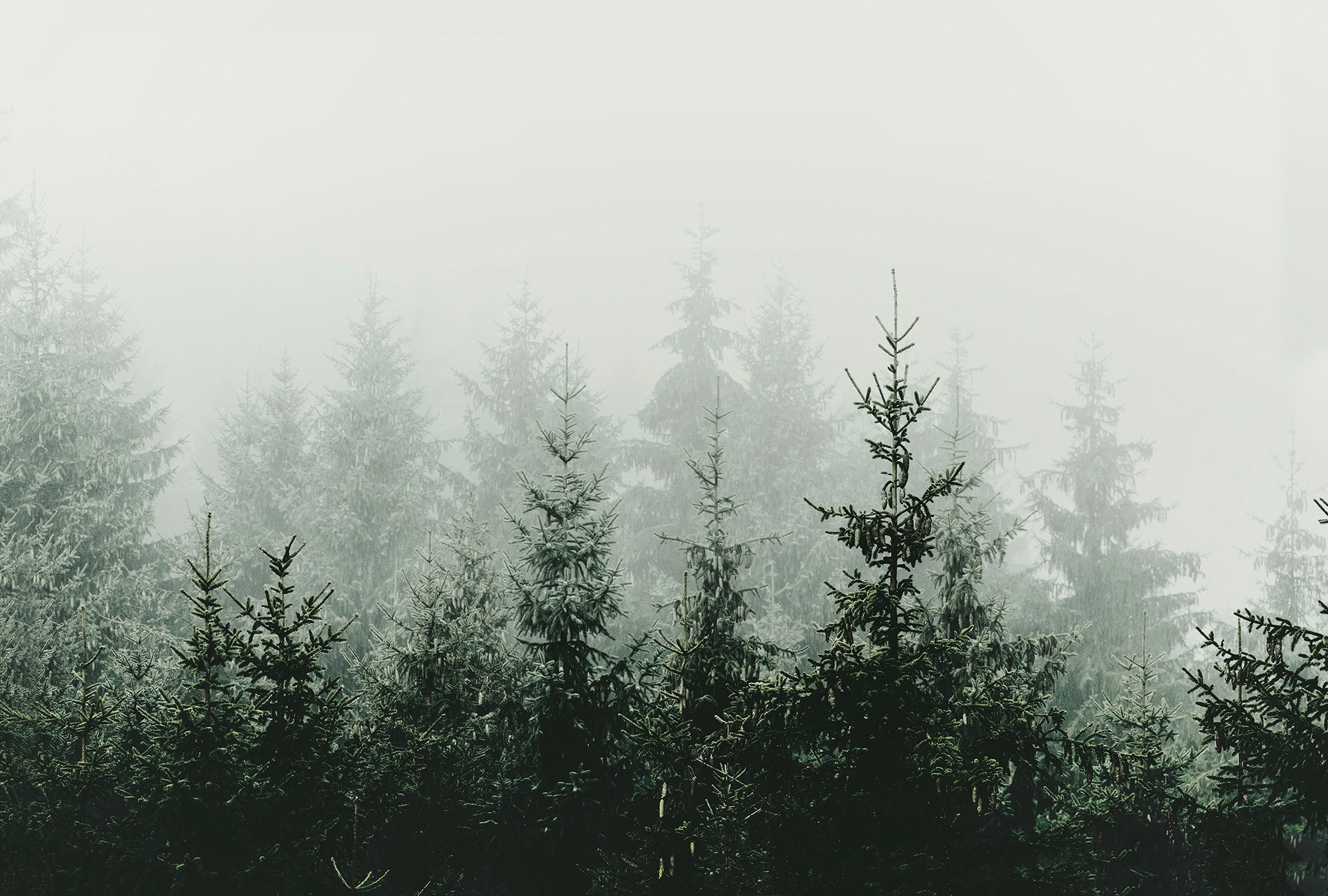 living walls Fototapetas »ARTist Mountain Forest« V...