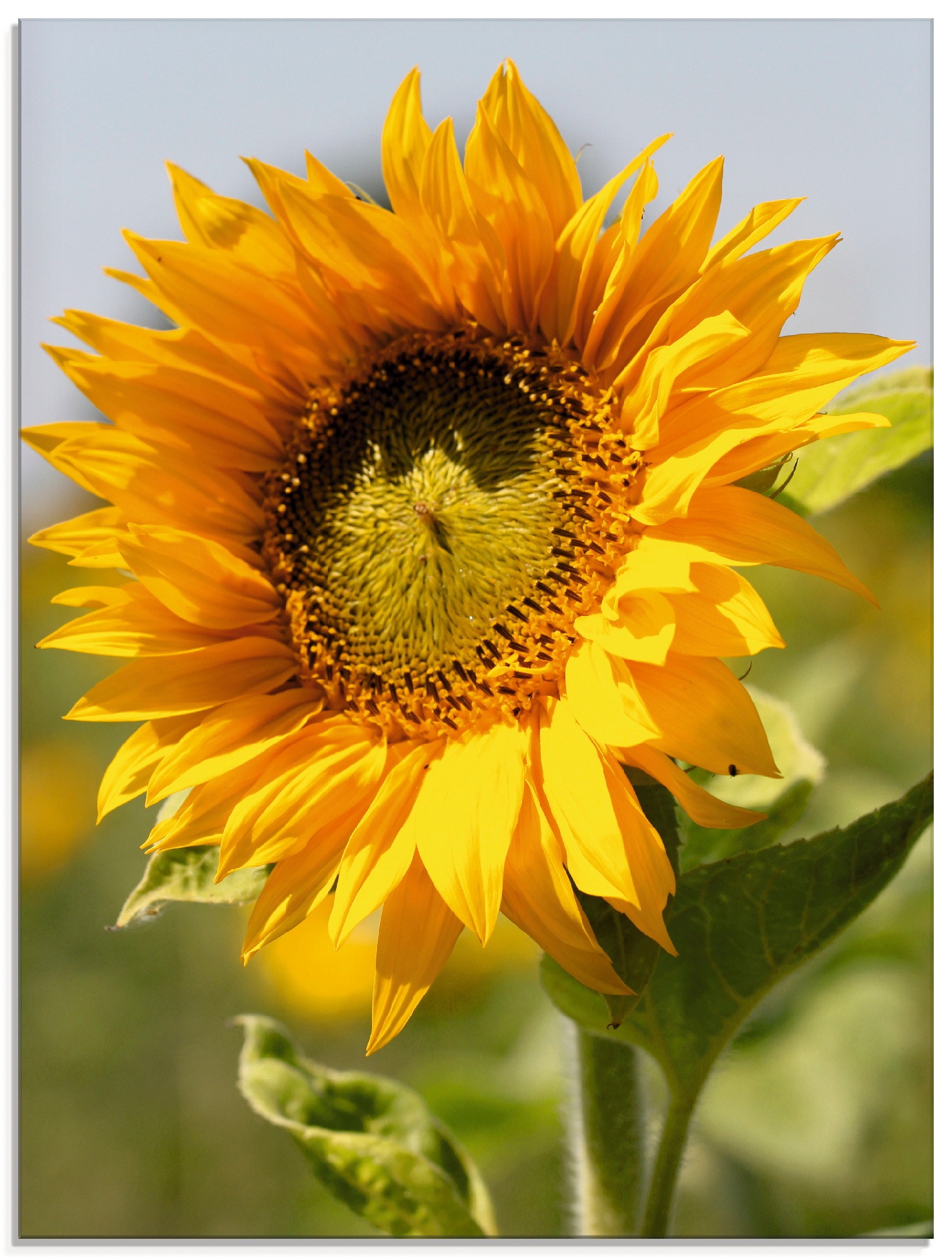 Artland Glasbild »Sonnenblume Nahaufnahme«, Blumen, (1 St.), in verschiedenen  Größen bestellen | BAUR