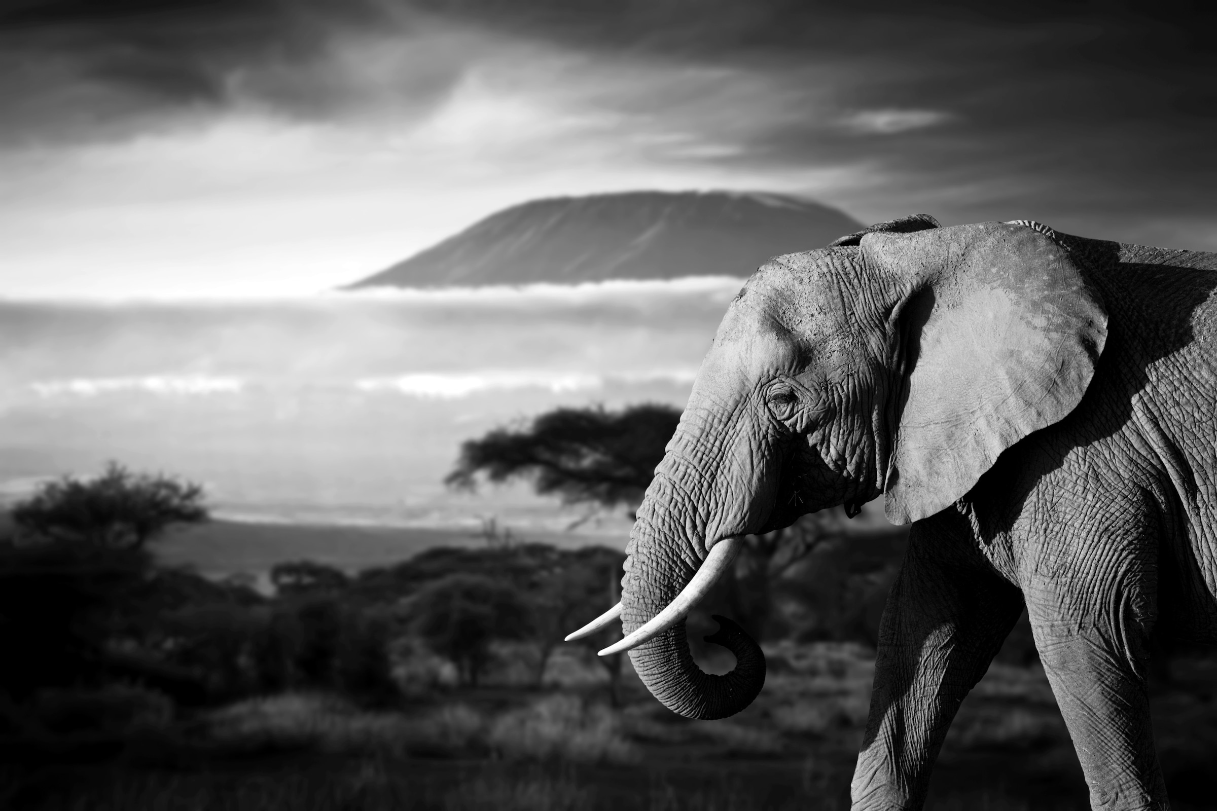 Papermoon Fototapete "Elefant mit Landschaft Schwarz Weiß"