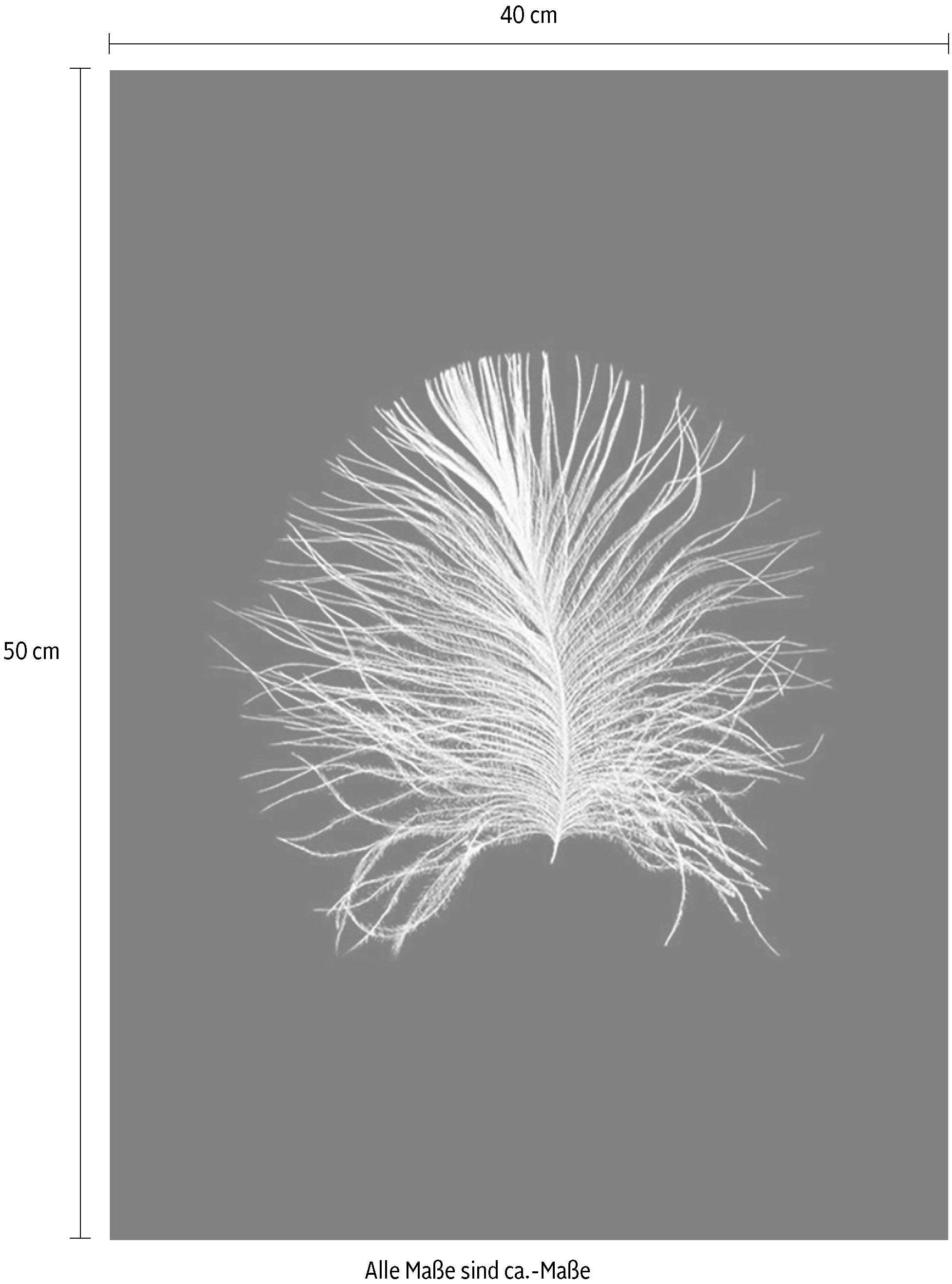 Komar Bild »Feather Black«, Federn, (1 St.), Wandbild zur Dekoration - ohne Rahmen