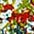 bunt