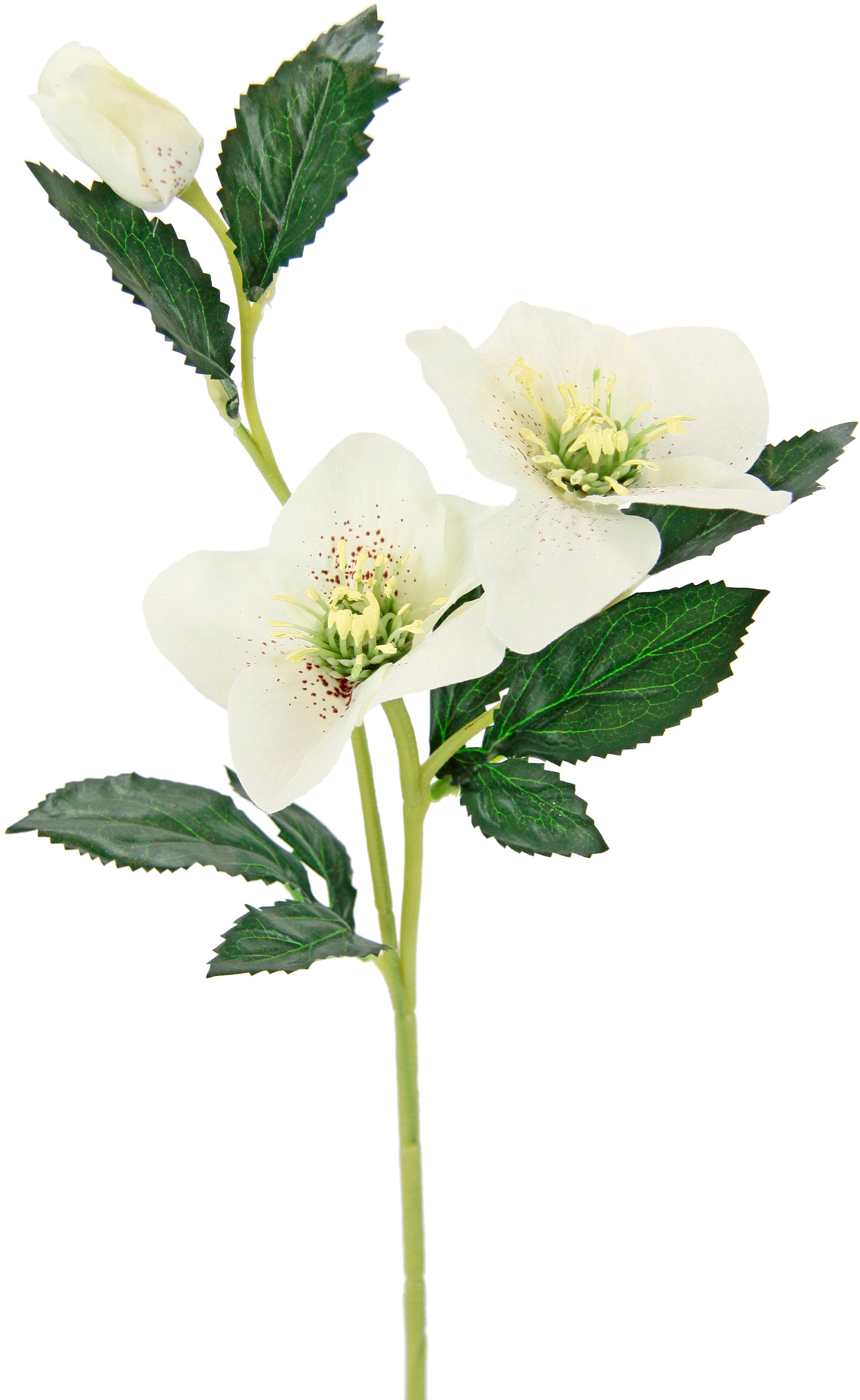 I.GE.A. Kunstblume "Christrose", Künstlich Seidenblumen, 5er Set günstig online kaufen