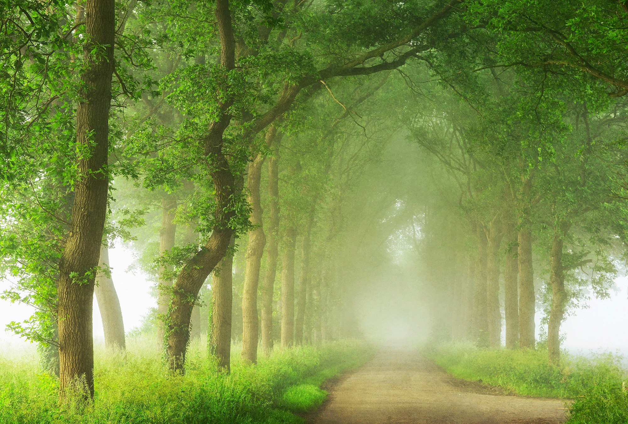Fototapete "Into the Mist", B/L: 4mm x 2,7mm, bunt, ARCHITECTS PAPER, Tapeten, Vlies, Wand, Schräge