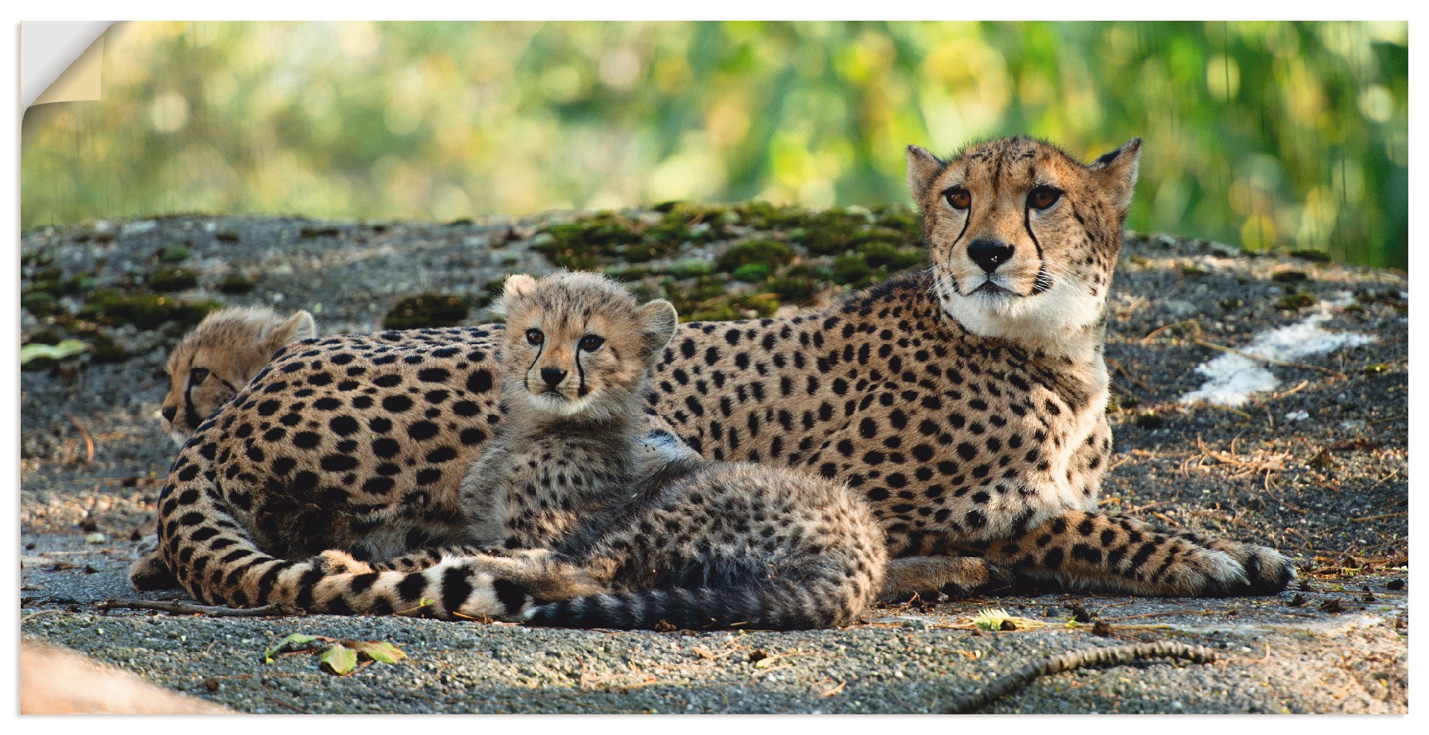 Artland Wandbild "Gepard 2", Wildtiere, (1 St.), als Leinwandbild, Poster, günstig online kaufen