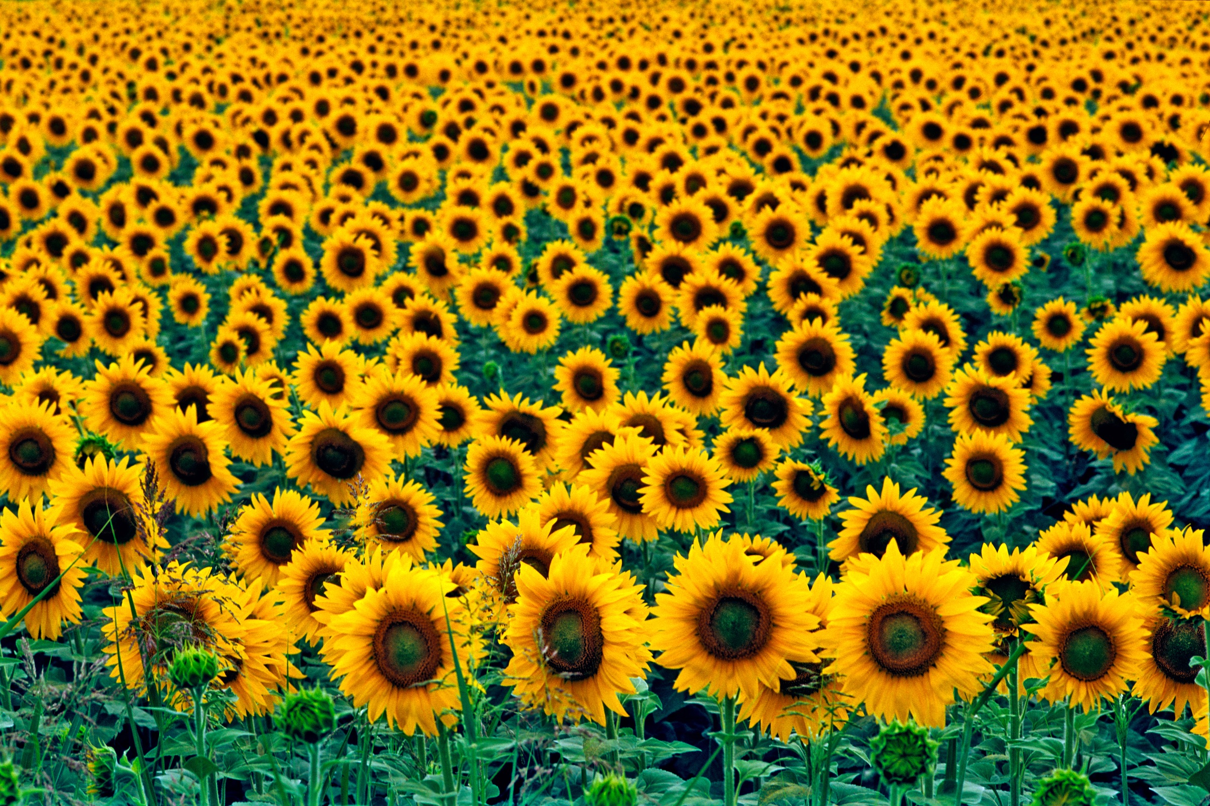 Papermoon Fototapete "Field of Sunflowers" glatt