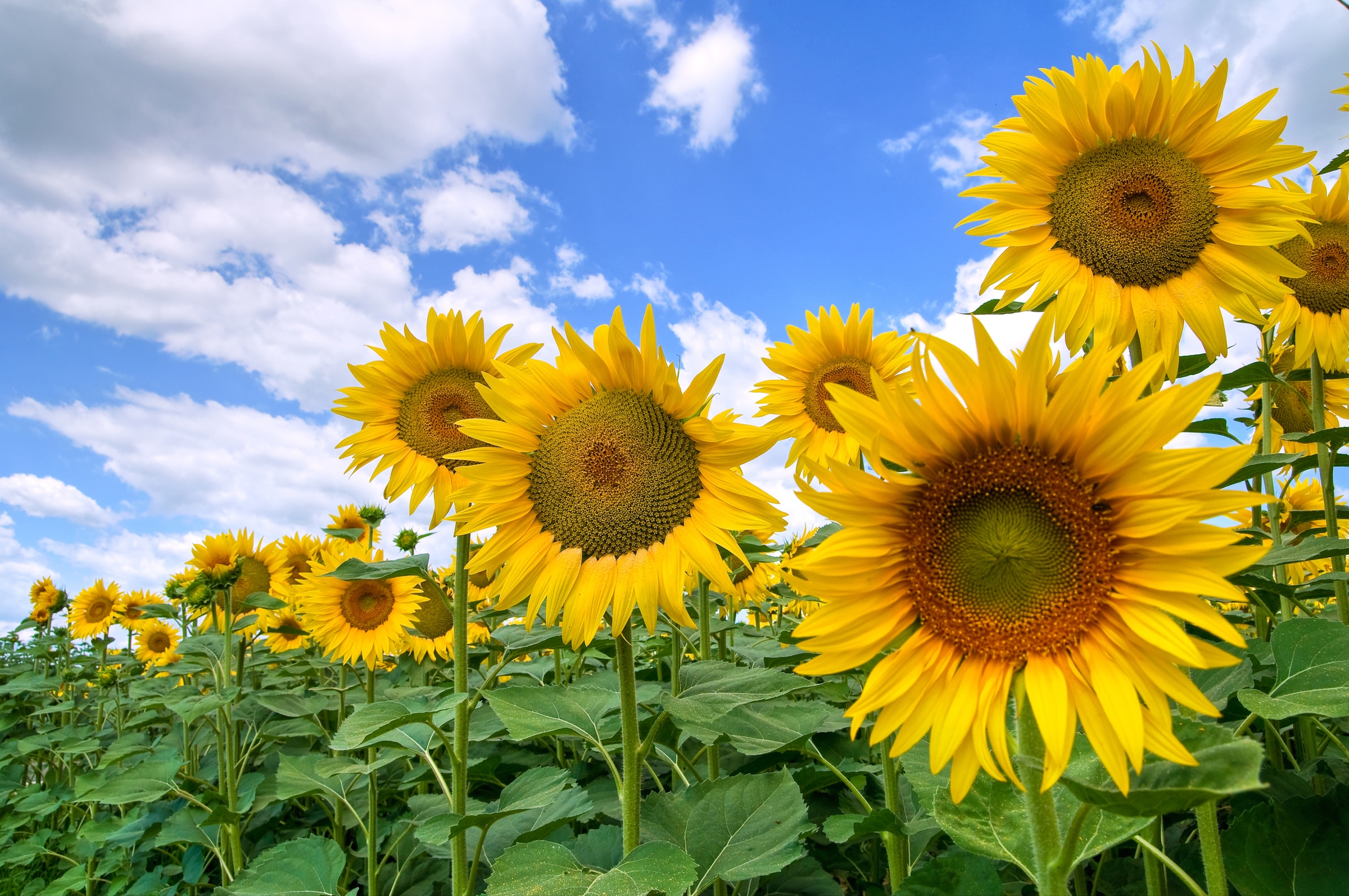 Papermoon Fototapete "Sunflower Field" glatt