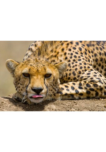 Papermoon Fototapetas »Gepard-Porträt«