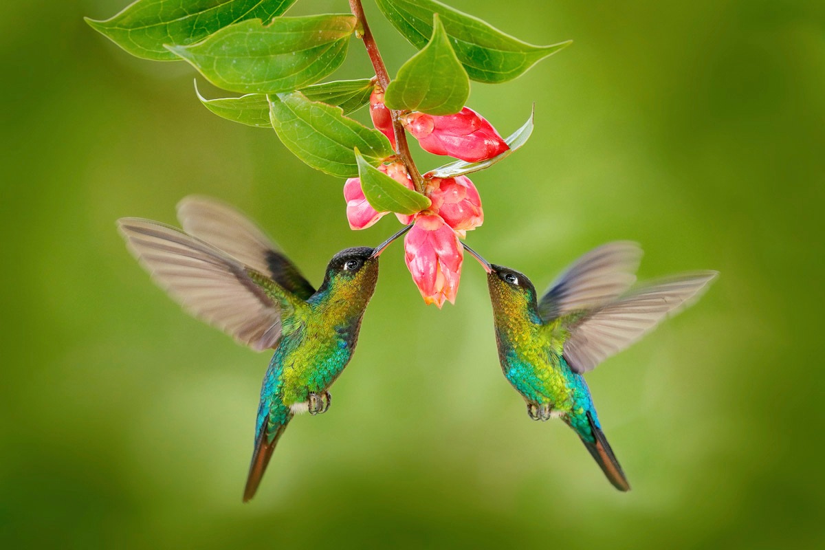 Fototapete »KOLIBRIS-VÖGEL TIERE BLUME BLÜTE WALD BÄUME COSTA RICA«