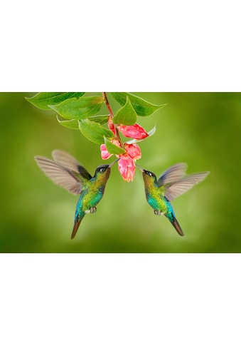 Fototapete »KOLIBRIS-VÖGEL TIERE BLUME BLÜTE WALD BÄUME COSTA RICA«