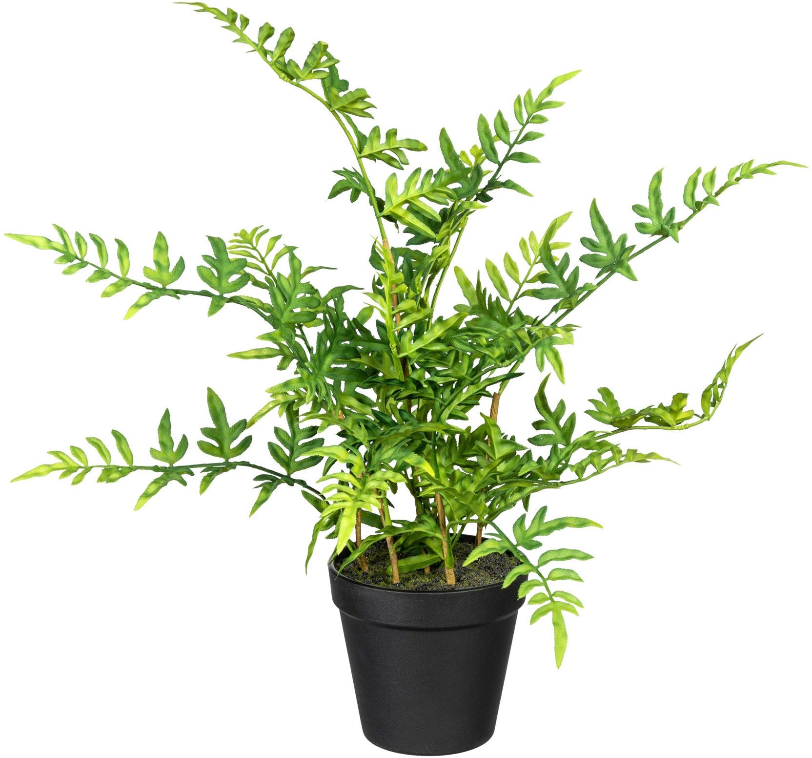 Creativ green | »Japanischer Zimmerpflanze Farn« Künstliche bestellen BAUR