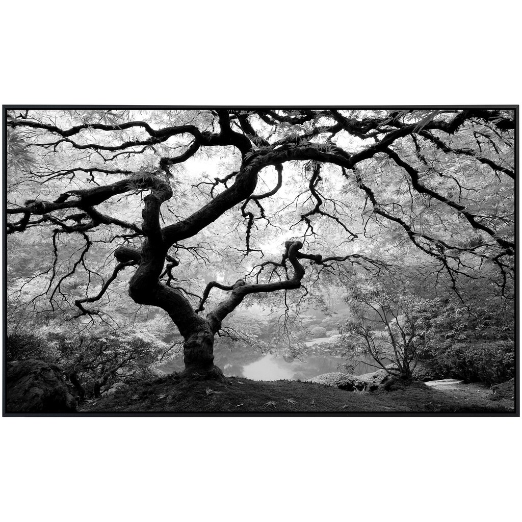 Papermoon Infrarotheizung »Waldbaum schwarz & weiß«